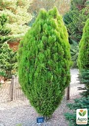 Саджанець Agro-Market Туя східна Aurea Nana С2 висота 25-30 см 1 шт. в упаковці (176867) - мініатюра 2