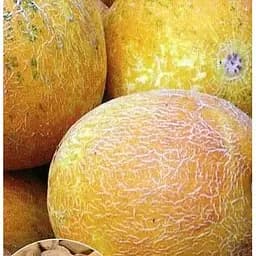 Насіння Весна на вагу Диня Колгоспниця ціна за 5 г (22398)