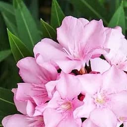 Саджанець Agro-Market Олеандр духмяний Nerium oleander Pink (вічнозелений, ароматний кущ) (85688)