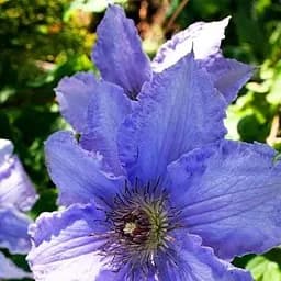 Саджанець Agro-Market Клематис Blue Angel (39523)