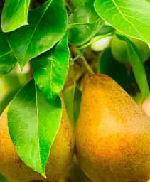 Саженец Agro-Market Груша Дюшес (зимний сорт, поздний срок созревания) 1 шт. в упаковке (15811)