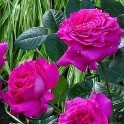 Роза чайно-гибридная Agro-Market Саманта саженец класса АА+ высший сорт 1 шт. в упаковке (181569)