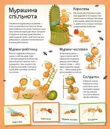 Світ мурах - мініатюра 7
