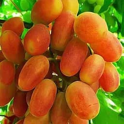 Саджанець Agro-Market Виноград Сенсація (дуже ранній термін дозрівання, довгий період зберігання ягід) 1 шт. в пакуванні (19808)