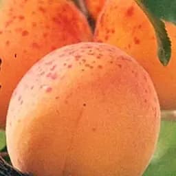 Саджанець Agro-Market Абрикос Червневий ранній (літній сорт, ранній термін дозрівання) (15752) 1 шт. в упаковці