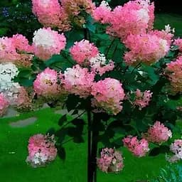 Гортензия метельчатая на штамбе "Living-Strawberry Blossom" высота 70-100см (186207) 1 саженец