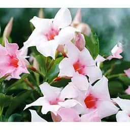 Саджанець Agro-Market Дипладенія (Mandevilla) Soft Cream Pink (квітуча ліана) (184315) 1 шт.