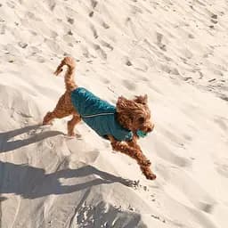 Жилет Pet Fashion E.Vest для собак, розмір M, морська хвиля - мініатюра 4