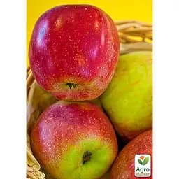 Саджанець Agro-Market Яблуня Флоріна укорінена в контейнері (саджанець 2 роки) (180490) - мініатюра 5
