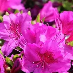 Саджанець Agro-Market Рододендрон гібридний Konigstein C1,5, висота 25-50см (181232)