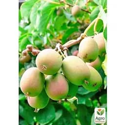 Саджанець Agro-Market Актинідія 2-х річна аргута Оригінальна (міні-ківі, морозостійкий сорт) вазон С1 (179780) 1 шт. - мініатюра 3