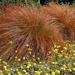 Осока власообразная "Bronze Form" вазон С2 высота 20-40см (153287) 1 саженец