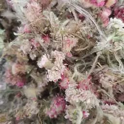 100 г сухоцвет кошачья лапка двудомная трава сушеная - свежий урожай