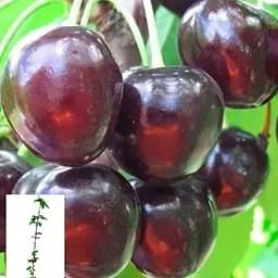 Черешня Agro-Market "Наполеон чорна" укорінена в контейнері (саджанець 2 роки) (153203) 1 саджанець в упаковці