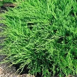 Ялівець горизонтальний "Andorra Compact" (ком/сітка) діаметр 80-90 см (188429) 1 саджанець