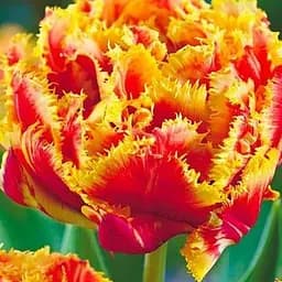 Тюльпан "Gold Dust" (17128) 2 шт