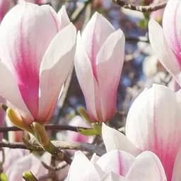 Саджанець Agro-Market Магнолія Judy (Джуді) (49751)