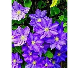 Саджанець Agro-Market Клематис President (повторноквітучий сорт!) (15862) 1 шт. в упаковці