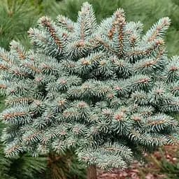 Ель колючая Agro-Market на штамбе Pyramidalis Compacta С20 высота штамба 80-90см диаметр кроны 30-40 см 188130 1 саженец в упаковке