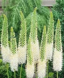 Саджанець Agro-Market Еремурус Obelisk 1 шт. в упаковці (20833)