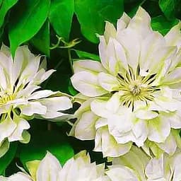 Саджанець Agro-Market Клематис Yukiokoshi (повторноквітучий сорт) (15957)