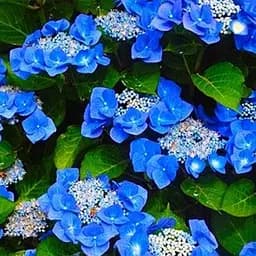 Саджанець Agro-Market Гортензія Blaumeise (52990)