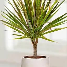 Саджанець Agro-Market Драцена Bicolor (112498) 1 шт. в упаковці (кімнатний)