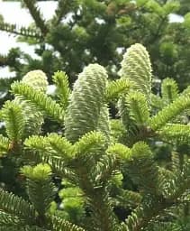 Саджанець Agro-Market Ялиця Маньчжурська (Abies holophylla) горщик P9, 1 шт. в упаковці (51738)