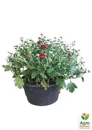 Хризантема Садова "Avalon Red" (висота 30-50см) (101669) 1 саженец - мініатюра 2
