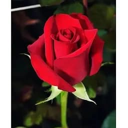 Саженец Agro-Market Роза чайно-гибридная Фридом (класс АА+) высший сорт (20984) 1 шт.