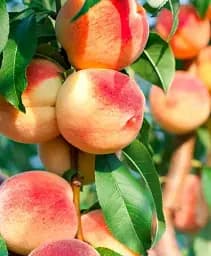 Саджанець Agro-Market Персик Печерський (літній сорт, середній термін дозрівання) 1 шт. в упаковці (177915)