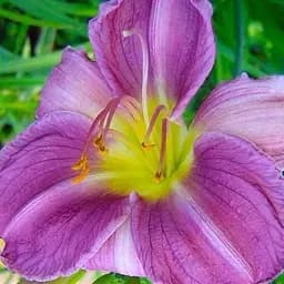 Лилейник "Blue Sheen" 1 шт (35485)