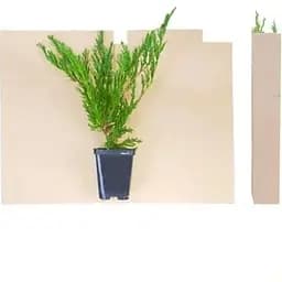 Саджанець Agro-Market Ялівець лускатий Hunnetorp (контейнер Р9, висота 10-12 см) (39025) 1 шт. в упаковці - мініатюра 2
