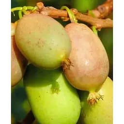 Саженец Agro-Market Актинидия 2-х летняя аргута Люси (мини-киви, морозостойкий сорт) вазон С1 (136998) 1 шт.