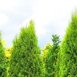 Саженец Agro-Market Туя западная Изумруд Лайт (Smaragd Light) горшок P9 (39010)