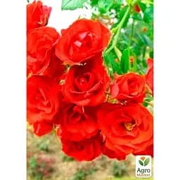 Троянда штамбова Agro-Market Scarlet саджанець класу АА+ вищий сорт 1 шт. в упаковці (36256) - мініатюра 2