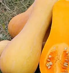 Насіння Весна Гарбуз Баттернат Зіпер 5 г (183089)