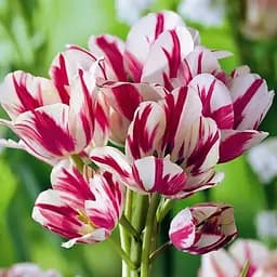 Саджанець Agro-Market Тюльпан Flaming Club  2 шт.