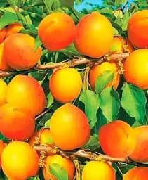 Саджанець Agro-Market Абрикос Лука (ранній термін дозрівання) 1 шт. в упаковці (178838)