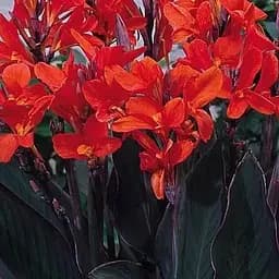 Канна Темнолиста "Red King Humbert" (176268) 1 шт