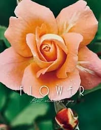 Альбом UFO PP-46200 Rosiy 10x15x200см (PP-46200 Rosiy)