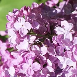 Саджанець Agro-Market Бузок звичайний Полтава (177753)