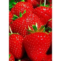 Саджанець Agro-Market Полуниця Мальвіна (Malwina) 5шт (пізній термін дозрівання) (19926)