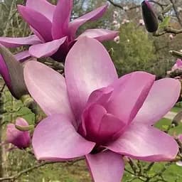 Магнолія 3-річна гібридна "Ricki" (висота 50-70см) (101948) 1 саженец