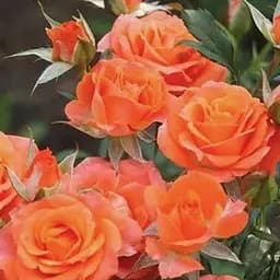 Троянда дрібноквіткова (спрей) Agro-Market Алегрия саджанець класу АА+ вищий сорт 1 шт. в упаковці (36215)