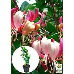 Саджанець Agro-Market Жимолость Гекротта American Beauty, висота 50-90см, С2 (90917) 1 саженец в упаковке - мініатюра 3