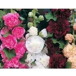 Мальва махровая смесь Весна 0.2г (12697)