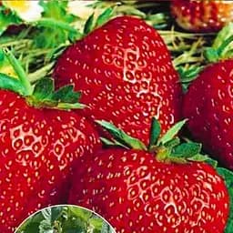 Саджанець Agro-Market Полуниця яскраво-червона Джек (Jack) (преміальний сорт, врожайність до 2 кг з куща) 5 шт. в пакуванні (49975)