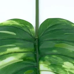 Штучне листя Engard Monstera Alba 71 см (TW-53) - мініатюра 6