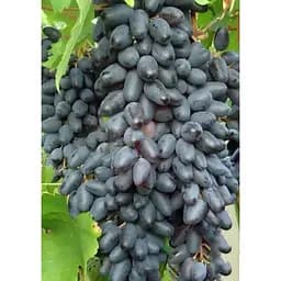 Саджанець Agro-Market Виноград «Одеський Сувенір» (середньо-пізній термін дозрівання, має високий і стабільний урожай 1 шт. в упаковці (36298)